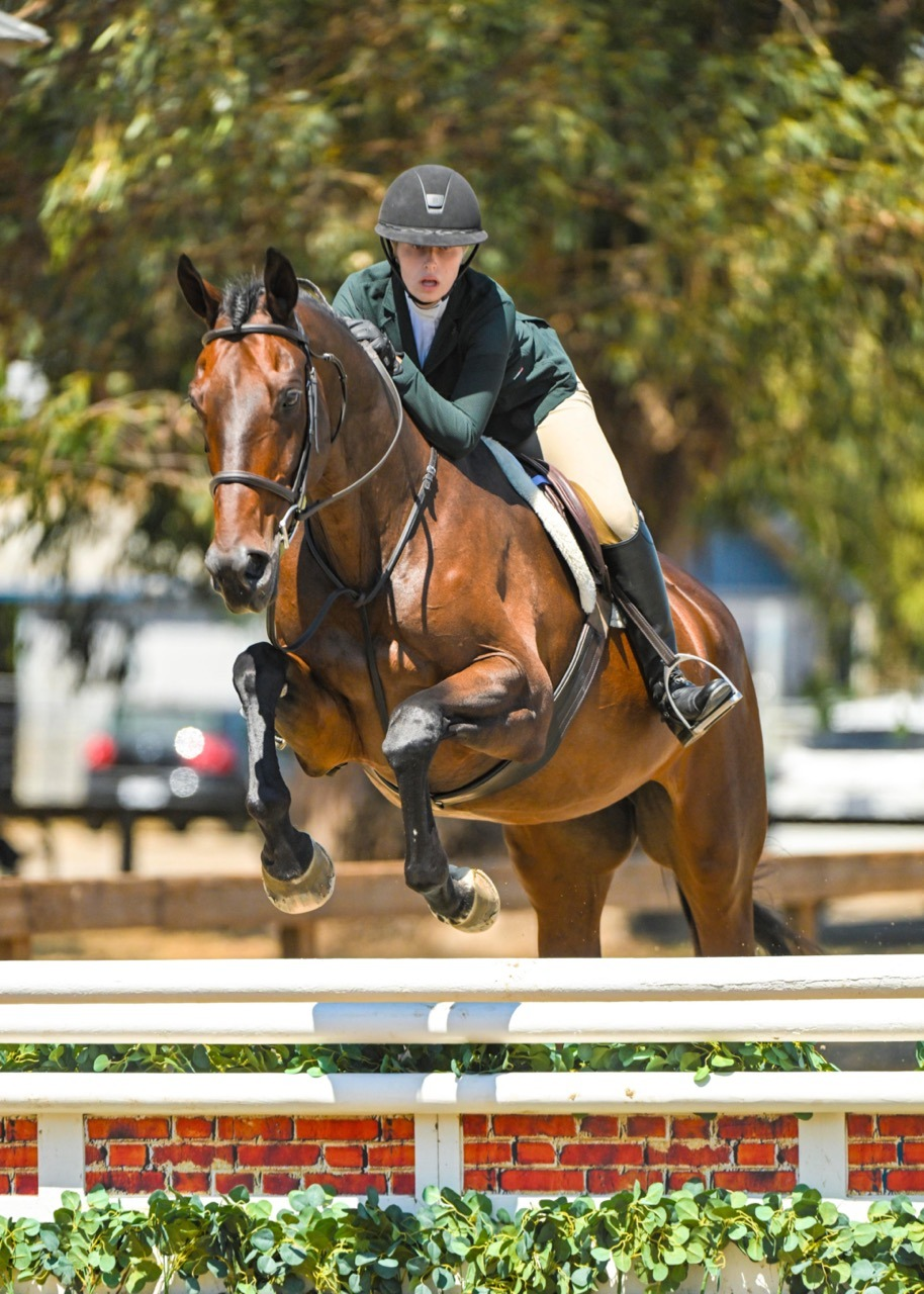 imgi_6_horse-5-Large-2